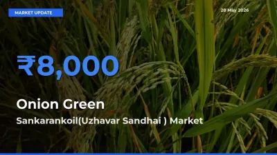 Sankarankoil(Uzhavar Sandhai ) Tops Onion Green Mandi Rates Today