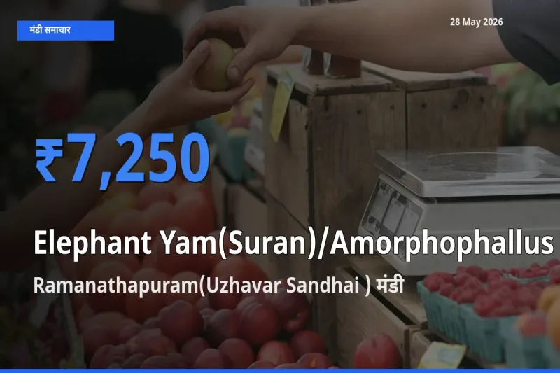 Ramanathapuram(Uzhavar Sandhai ) में जिमीकंद (सूरन) का आज सबसे ऊँचा भाव