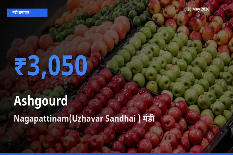 बाज़ार संकेत: Nagapattinam(Uzhavar Sandhai ) बना पेठा कद्दू के लिए आज की टॉप मंडी