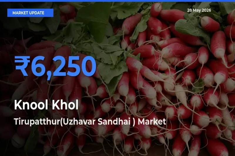 Tirupatthur(Uzhavar Sandhai ) Tops Knool Khol Rates – May 28 Market Update