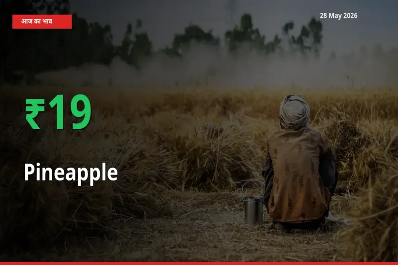 आज का मंडी भाव: अनानास के दाम मंडी में 18.61% ऊपर