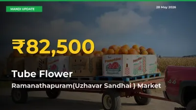 Big Jump in Tube Flower Prices! Ramanathapuram(Uzhavar Sandhai ) Records New Peak Today