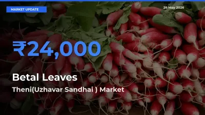 Farmers Prefer Theni(Uzhavar Sandhai ) as Betal Leaves Hits Highest Rate