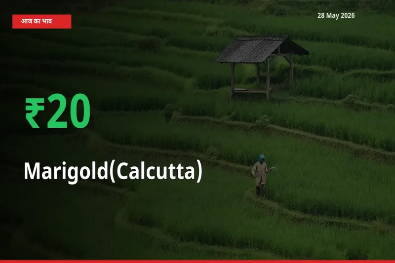 गेंदा (कलकत्ता) 19.7% उछला, मंडी