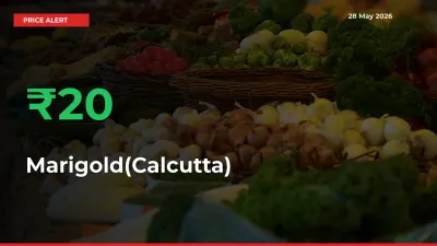 Marigold(Calcutta) Prices Rise 19.7% in a Day at Major Mandis