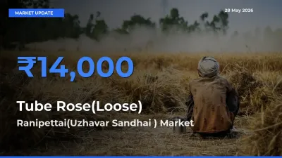 Market Watch: Ranipettai(Uzhavar Sandhai ) Becomes Top Mandi for Tube Rose(Loose)