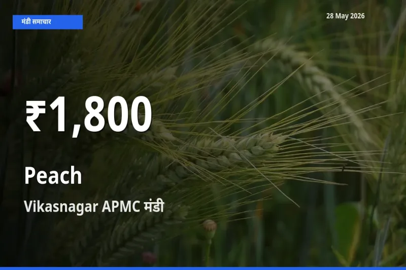 आड़ू के दाम 30 दिनों के सबसे निचले स्तर पर, Vikasnagar APMC