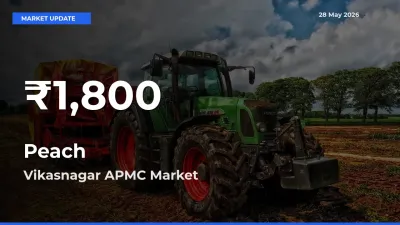 Farmers Concerned as Peach Hits 30-Day Low in Vikasnagar APMC
