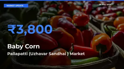 Pallapatti (Uzhavar Sandhai ) Leads as Top Mandi for Baby Corn Prices