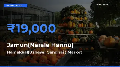 Top Performer! Namakkal(Uzhavar Sandhai ) Offers Best Jamun(Narale Hannu) Price Today