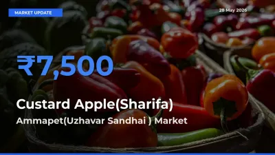 Top Performer! Ammapet(Uzhavar Sandhai ) Offers Best Custard Apple(Sharifa) Price Today