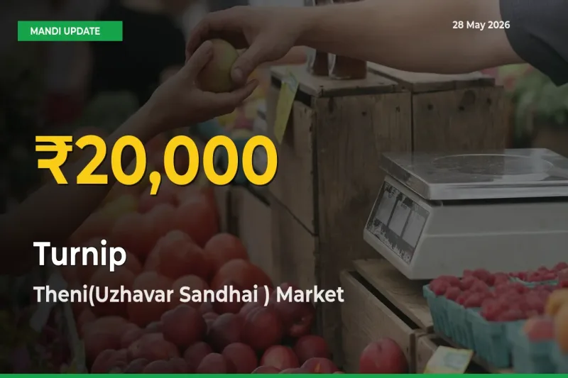 Big Jump in Turnip Prices! Theni(Uzhavar Sandhai ) Records New Peak Today