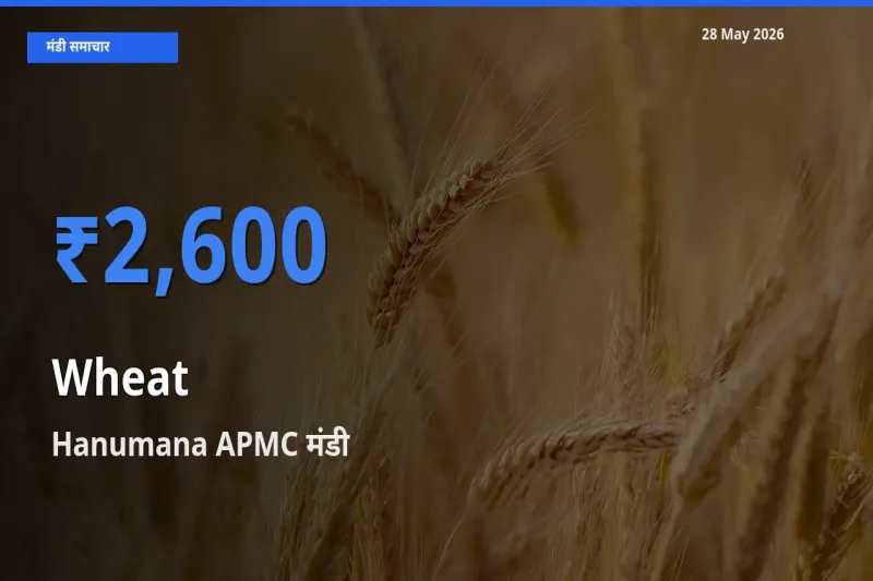 आज गेहूँ के सबसे ज़्यादा दाम Hanumana APMC मंडी में दर्ज