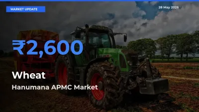 Market Watch: Hanumana APMC Becomes Top Mandi for Wheat