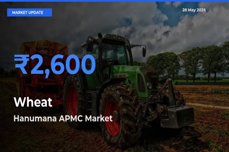 Market Watch: Hanumana APMC Becomes Top Mandi for Wheat