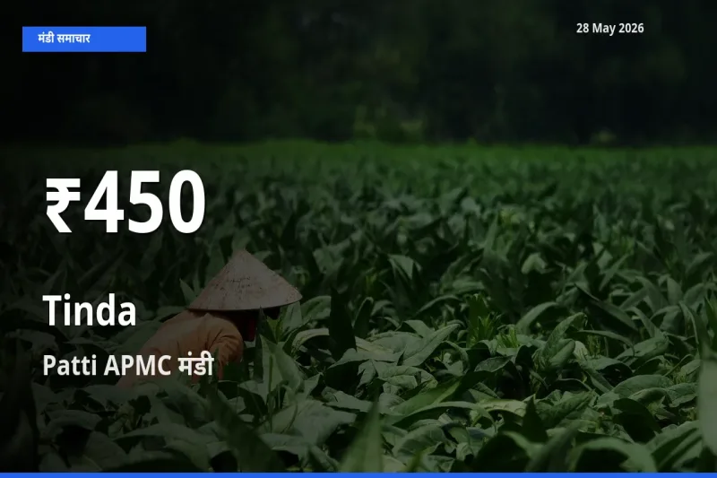 Patti APMC में टिंडा के दाम 30 दिन के न्यूनतम स्तर पर, आज का मंडी भाव देखें