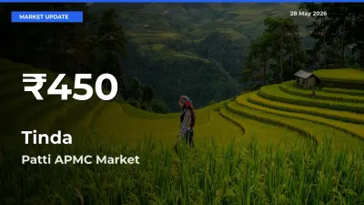 Tinda Mandi Rate Today: 30-Day Low Recorded in Patti APMC