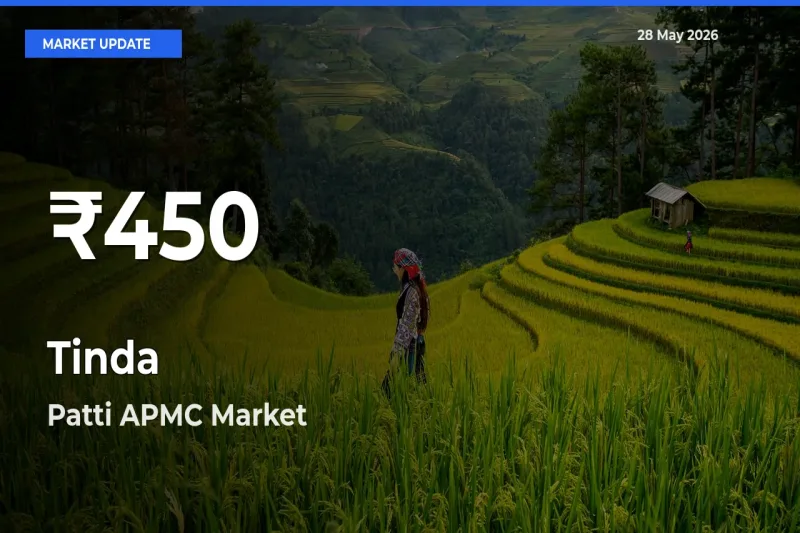 Tinda Mandi Rate Today: 30-Day Low Recorded in Patti APMC