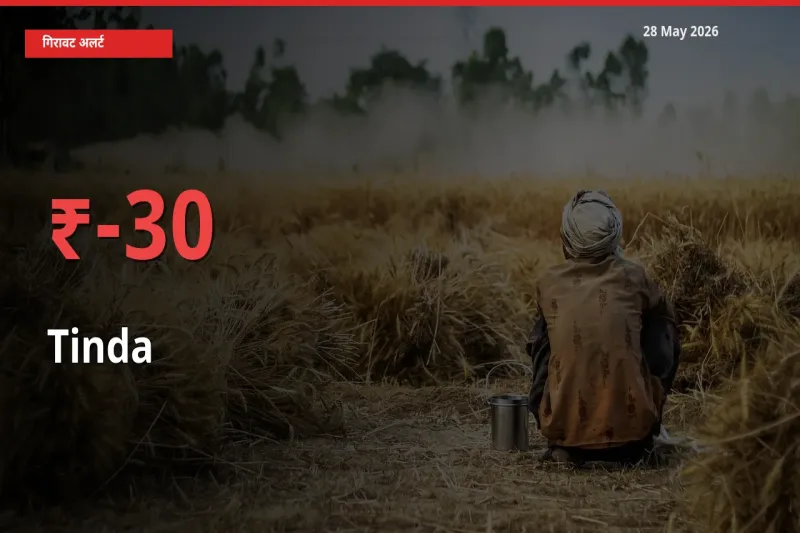 तेज़ गिरावट! मंडी में टिंडा के दाम 29.8% लुढ़के