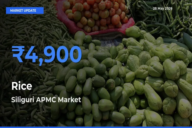 Farmers Prefer Siliguri APMC as Rice Hits Highest Rate