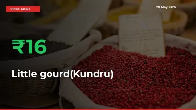 Big Rally! Little gourd(Kundru) Climbs 15.7% in 24 Hours at Top Mandis