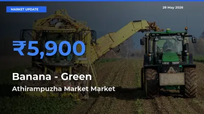 Athirampuzha Market Records Highest ₹5,900 Rate for Banana - Green