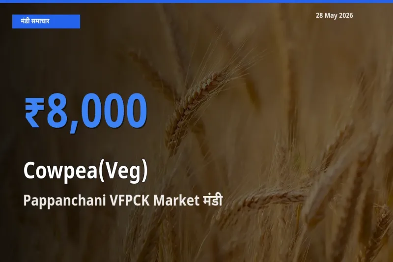 बाज़ार संकेत: Pappanchani VFPCK Market बना लोबिया फली के लिए आज की टॉप मंडी