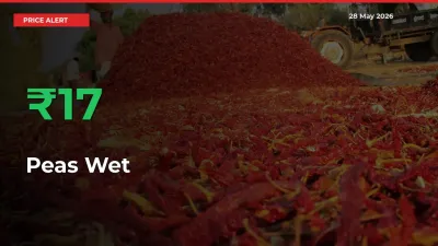 16.79% Spike in Peas Wet Prices – Mandi Sees Sudden Rally