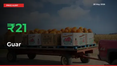 Why Guar Prices Rose 20.83% in a Day at Mandis