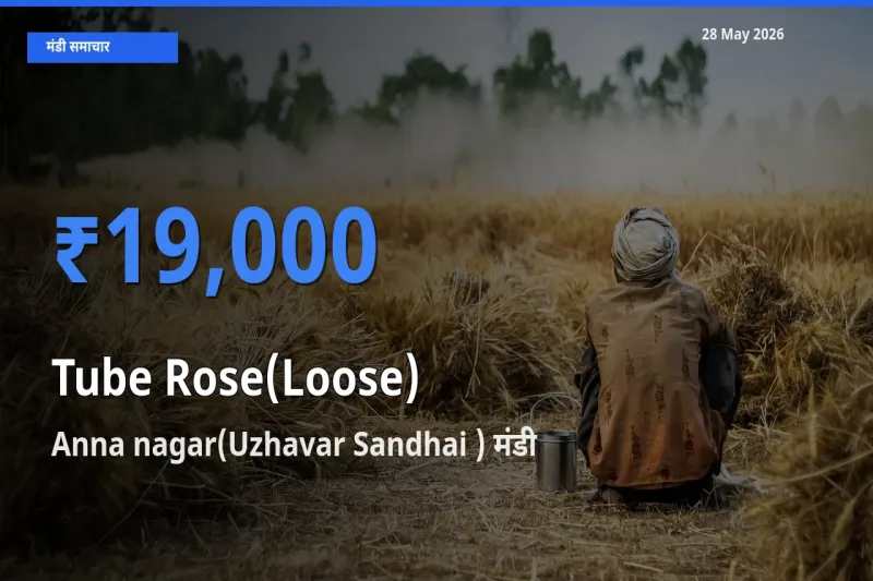 किसानों की पसंद बना Anna nagar(Uzhavar Sandhai ), रजनीगंधा (ढीला) के सबसे अच्छे दाम