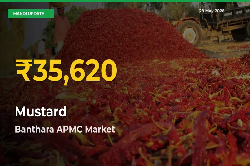 Farmers Benefit as Mustard Rate Touches New High in Banthara APMC