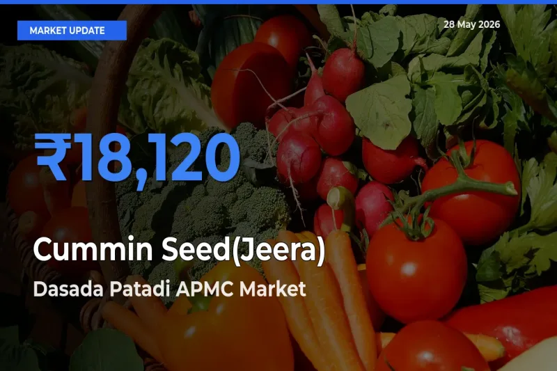 Market Watch: Dasada Patadi APMC Becomes Top Mandi for Cummin Seed(Jeera)