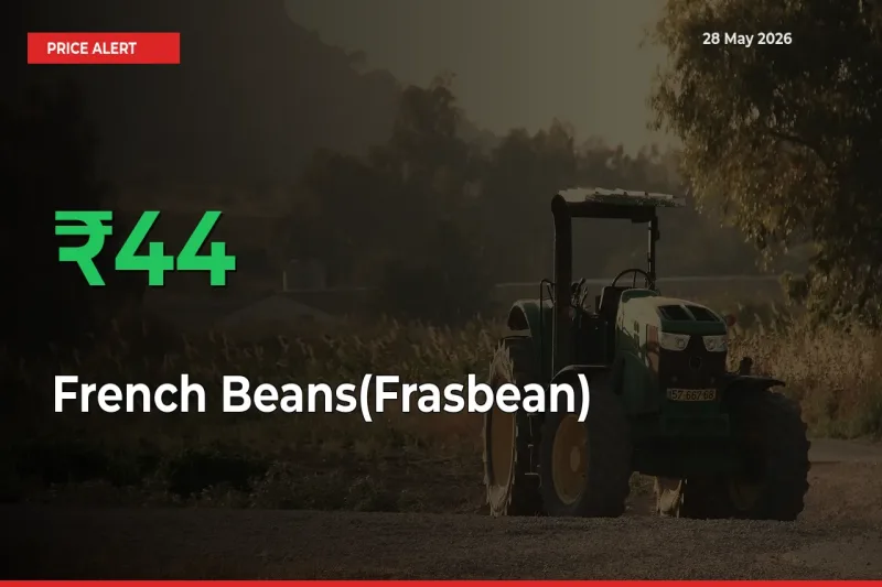 Why French Beans(Frasbean) Prices Rose 43.79% in a Day at Mandis