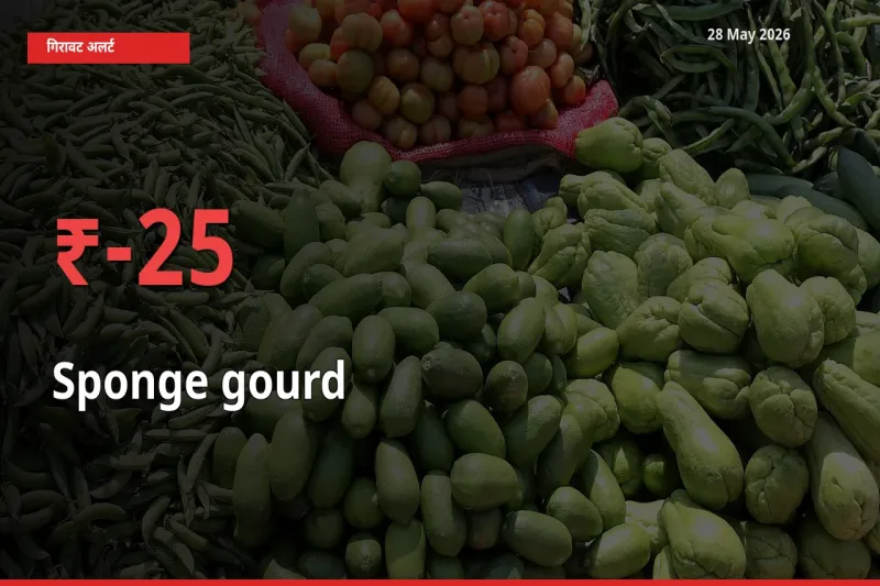 25.3% की गिरावट! मंडी में तोरई (नेनुआ) के दाम अचानक टूटे