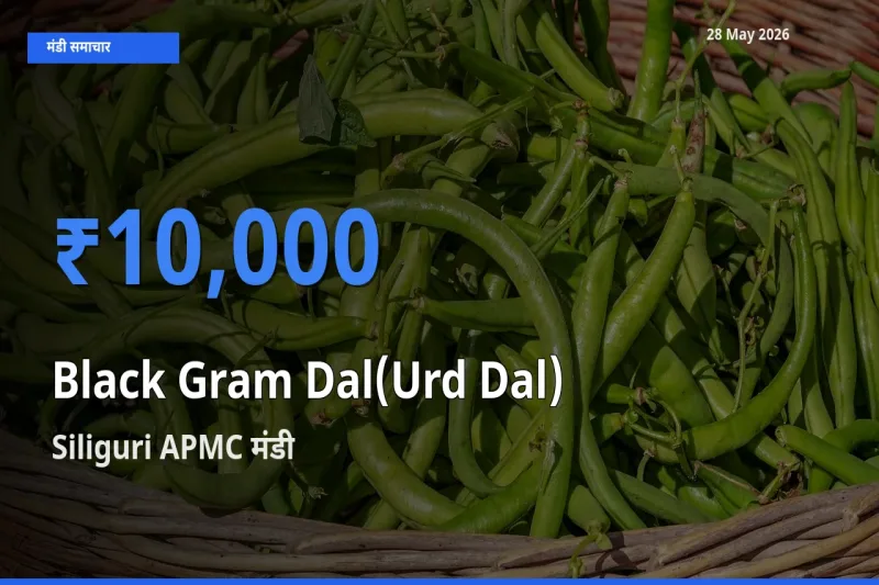 आज उड़द दाल के सबसे ज़्यादा दाम Siliguri APMC मंडी में दर्ज