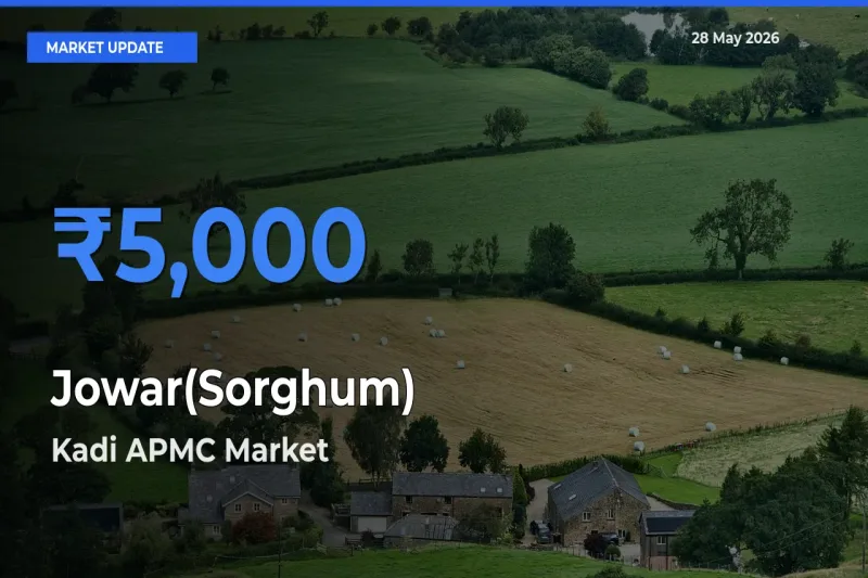 Market Watch: Kadi APMC Becomes Top Mandi for Jowar(Sorghum)