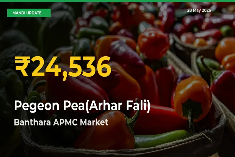 Fresh Record! Pegeon Pea(Arhar Fali) Price Climbs to New High in Banthara APMC