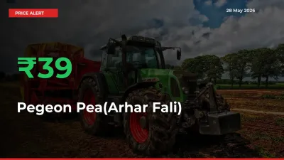 Farmers Cheer as Pegeon Pea(Arhar Fali) Prices Surge 39.4% in Local Mandis