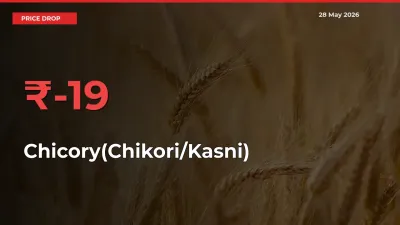 Chicory(Chikori/Kasni) Prices Drop 19.02% in 24 Hours at Major Mandis