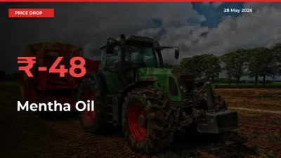 Sharp Fall! Mentha Oil Prices Plunge 47.5% in a Day at Key Mandis