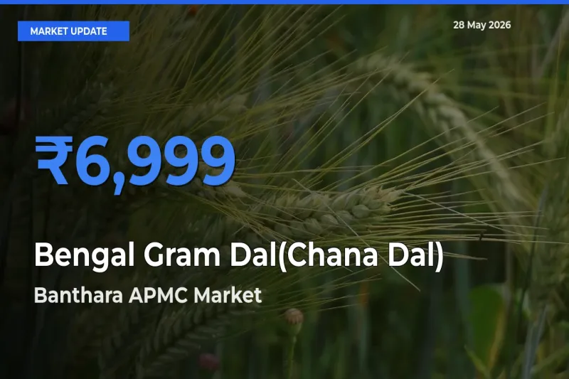 Bengal Gram Dal(Chana Dal) Mandi Rate Today: Banthara APMC Tops the List