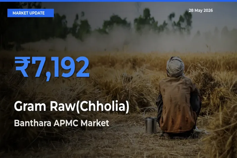 Banthara APMC Offers ₹7,192 – Highest Gram Raw(Chholia) Rate Today