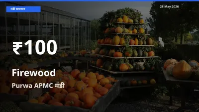 रिकॉर्ड गिरावट नहीं, लेकिन 30 दिन का न्यूनतम! Purwa APMC में जलावन लकड़ी के दाम फिसले