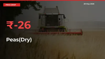 Farmers Alert as Peas(Dry) Prices Slide 26.08% in Local Mandis
