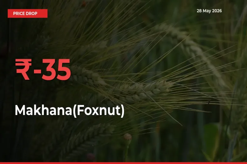 Makhana(Foxnut) Prices Drop 35.21% in 24 Hours at Major Mandis