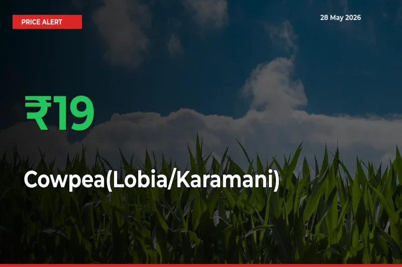 Cowpea(Lobia/Karamani) Mandi Rate Today: Prices Jump 18.66% at Market