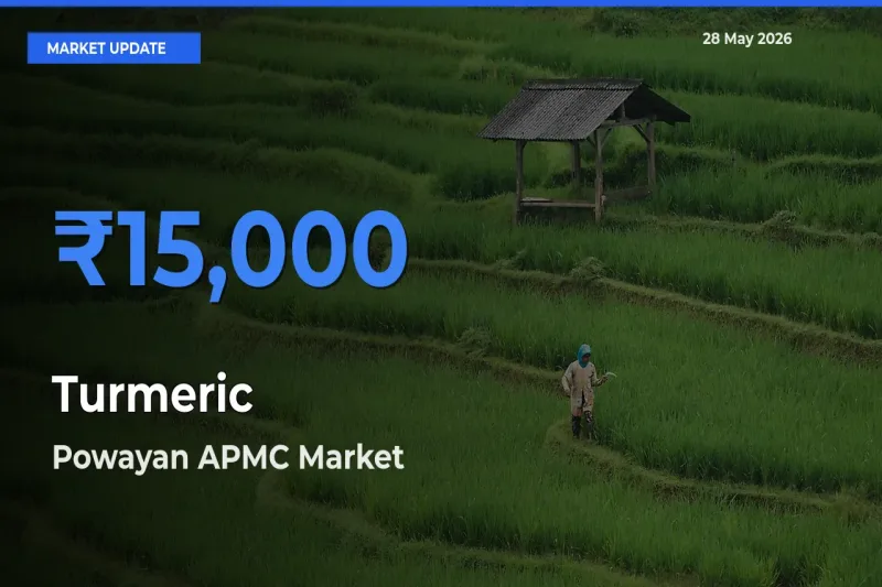 Powayan APMC Tops Turmeric Rates – May 28 Market Update