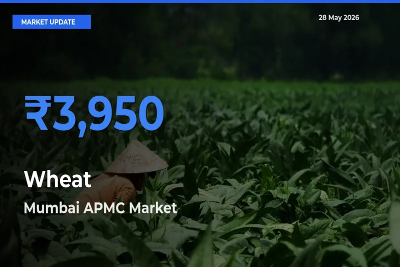Market Watch: Mumbai APMC Becomes Top Mandi for Wheat