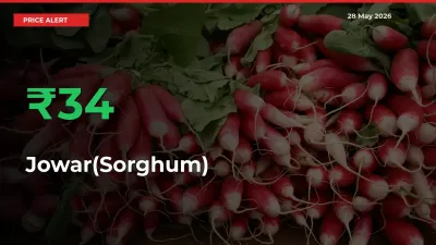 Sharp Jump! Jowar(Sorghum) Prices Climb 33.81% in 24 Hours at Key Mandis