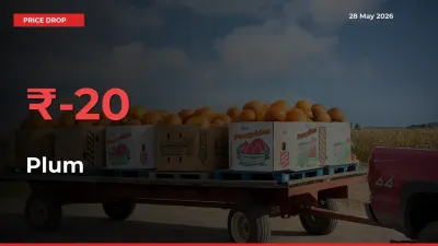 Sudden Shock! Plum Drops 19.95% in 24 Hours at Top Mandis